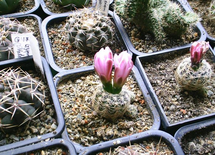 Gymnocalicium  bruchii