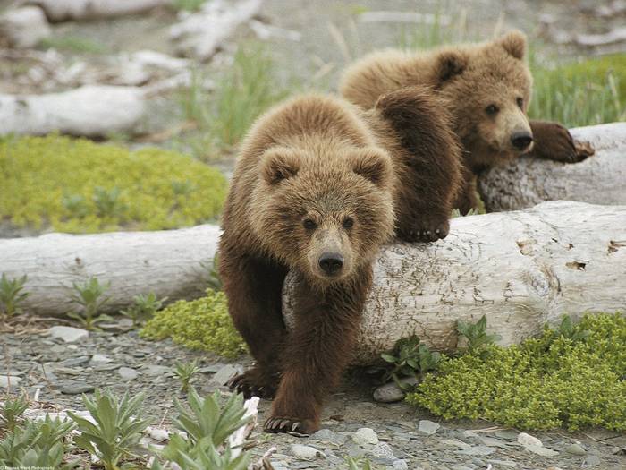 Alaskan Playtime, Brown Bear Cubs - animale de tot felu