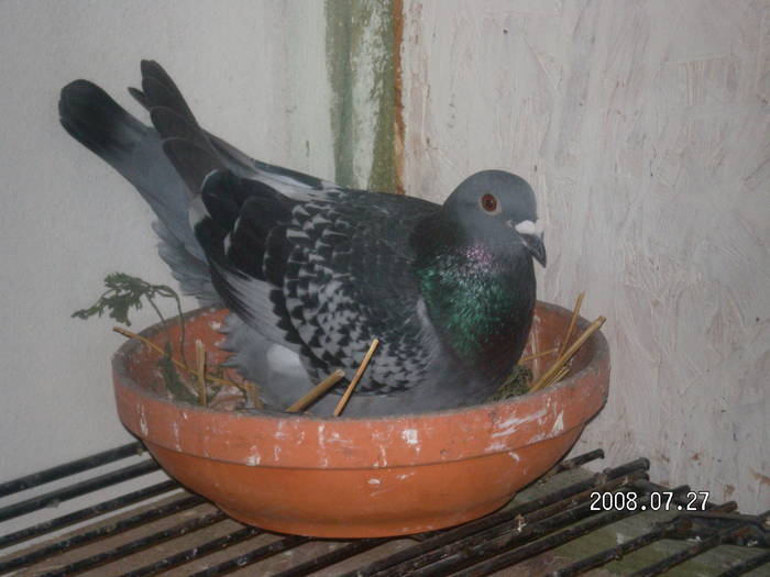 30 - porumbei Mihai si Gigi