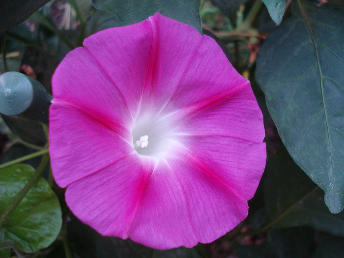 Pink Morning Glory (2009, Sep.12) - 09 Garden in September