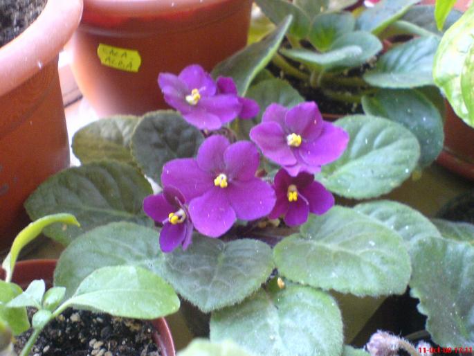 viogrena - violete 2009