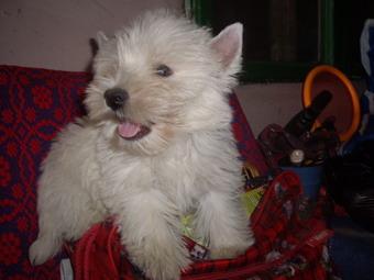 IMGP0055 - West highland white terrier-Cezar