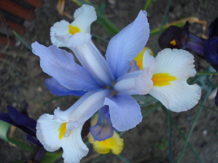 Iris Silvery Beauty (2009, May 24)