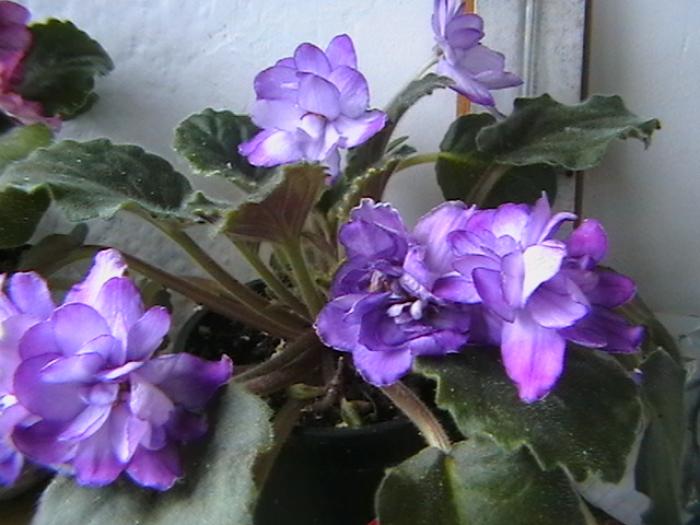 bucheye buterflyes - violete 2009