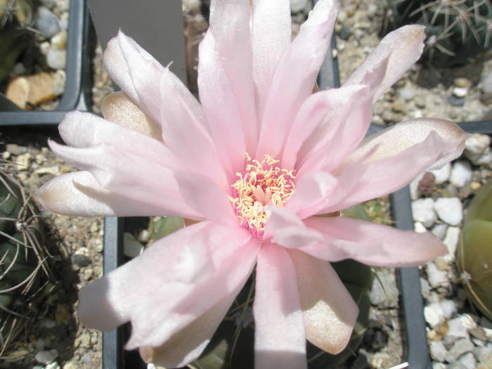 Gymnocalycium horstii - floare