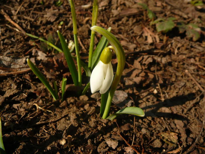 P1030657 - Flora spontana