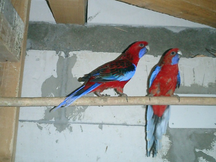 matca - rosella penant