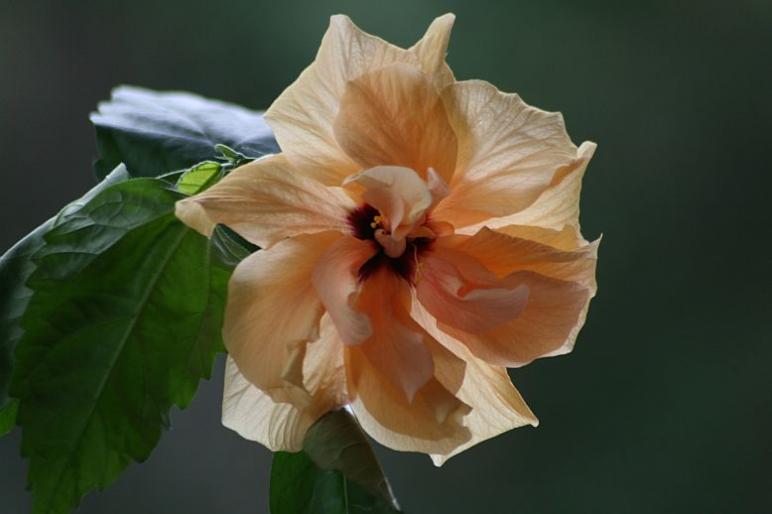 hibiscus - plante 2008