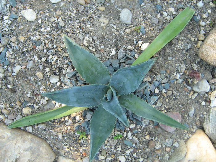IMG_8148 - Cactusi la mosie 17 iunie 2009