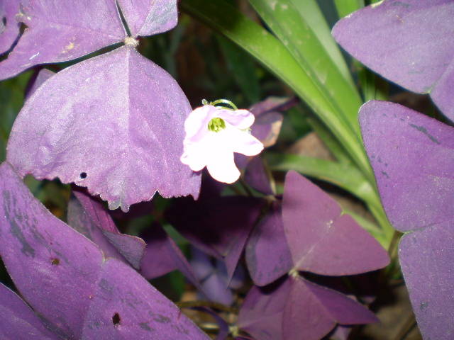 P6151969 - flori de gradina 2009