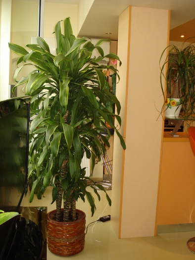 DRACENA