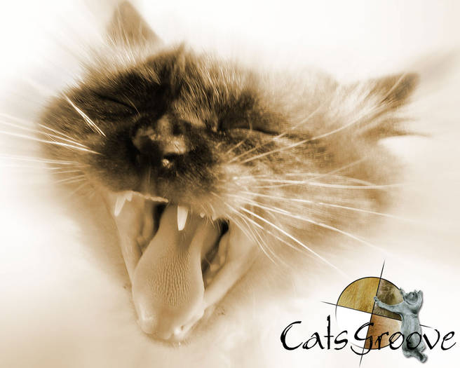 CATS 20 - CATSSSSSS