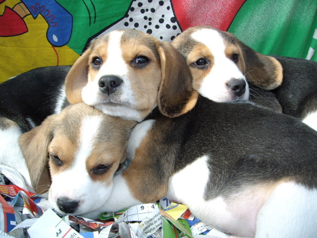 Beagle - Expoziti Canine
