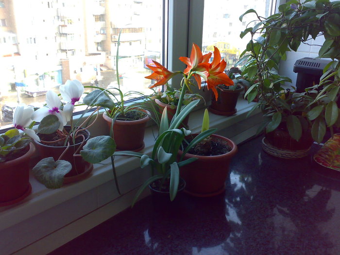 Amaryllis (Cara) 16 mart 2009 - Hippeastrum - mama