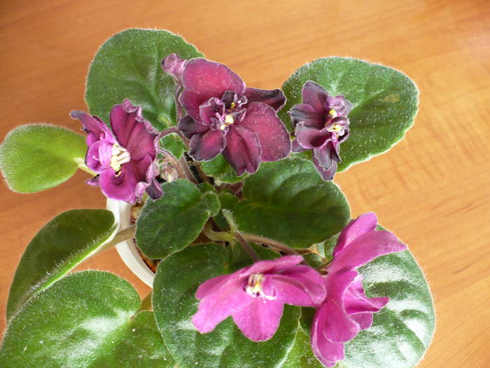 P1090986