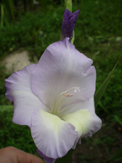 Milka - gladiole 2008-2009