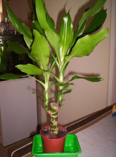 dracaena 23 oct 2007 (1