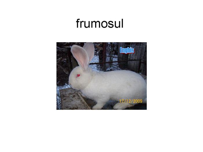 frumosul - S-au vandut 09 02 2010