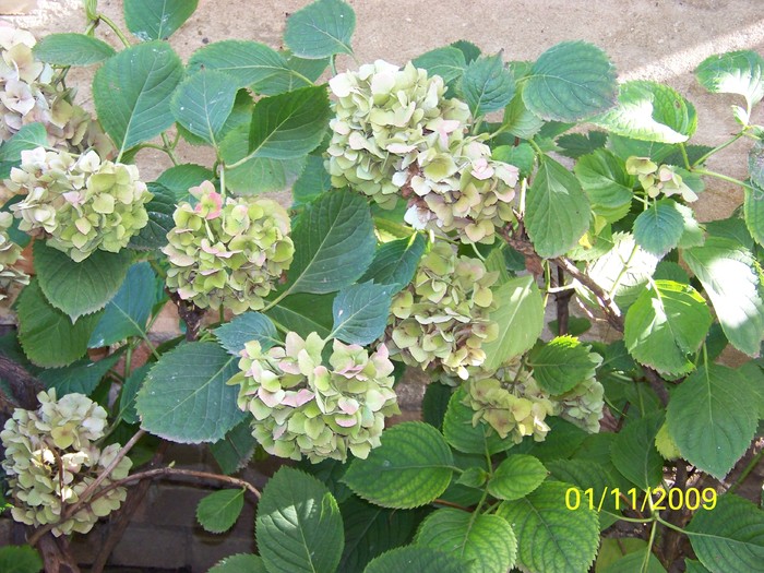 100_3720 - Toamna in curte  Timisoara