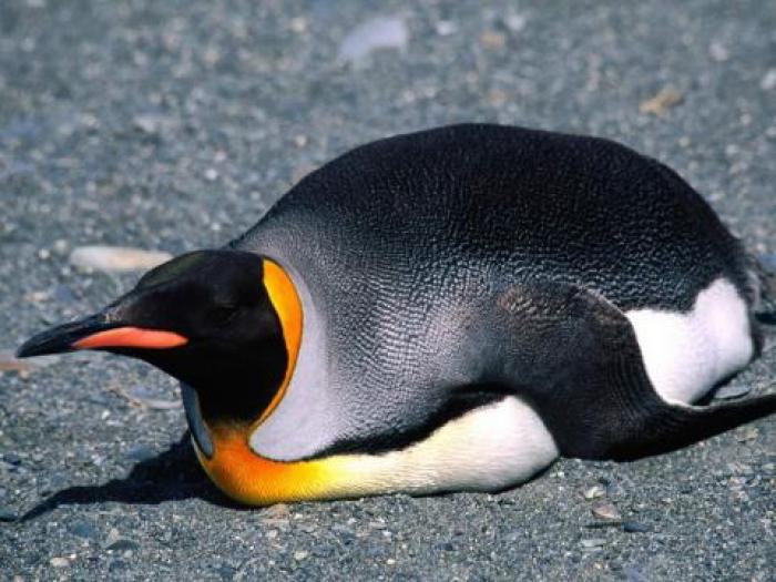 Imagini Pinguini Animale_ Imagini cu Animale_ Imagini Pinguini - Animale