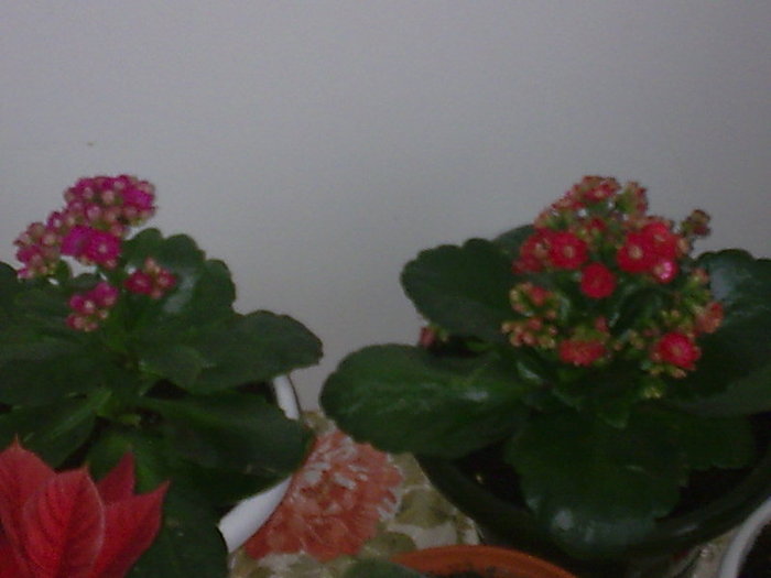 KALANCHOE