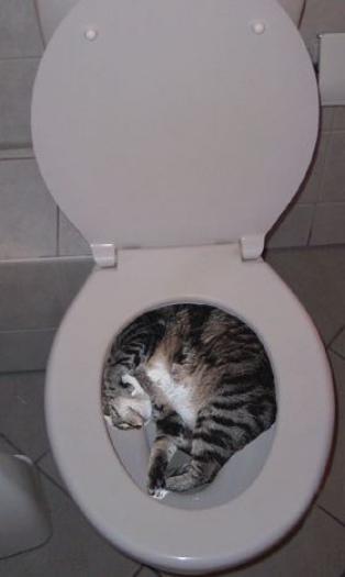 in ....... WC