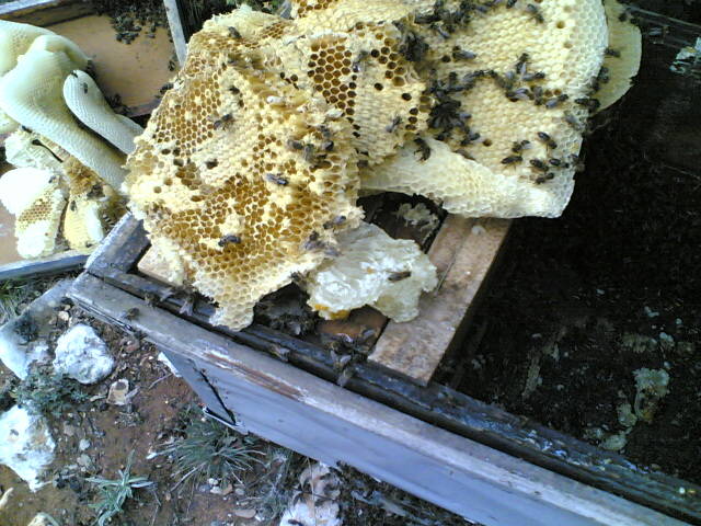 26022006(003) - apicultura
