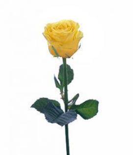 BEPGGBWYZKNMPVQVQOR - Flori