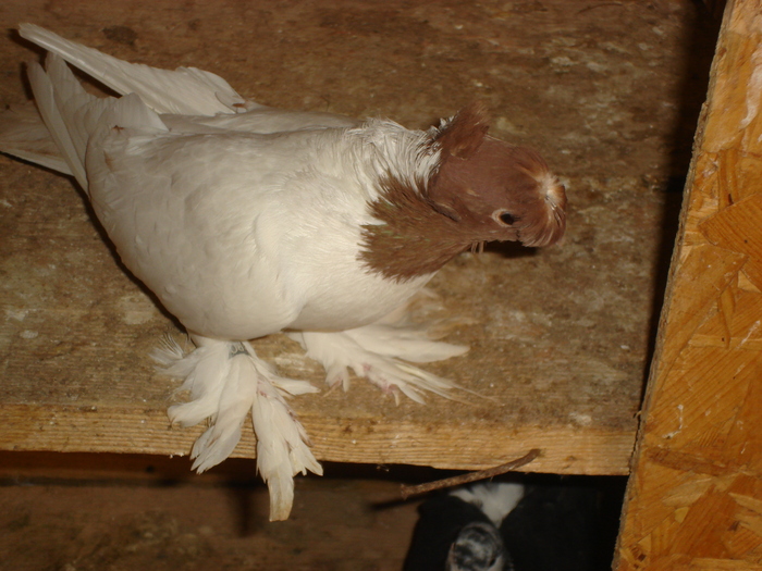 Picture 082 - jucatori de botosani