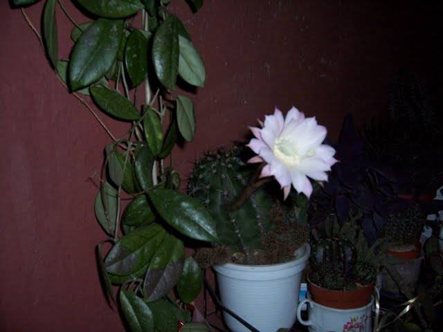 Summer 2005 176; Ce daca-i noapte, nu pot sa-mi scot floarea in lume? Echinopsis oxygona.
