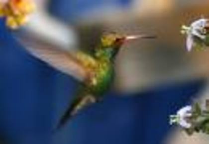 sdsag - pasari colibri