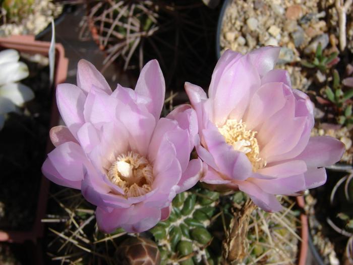 Gymnocalycium achirasense - Cactusi la Mangalia