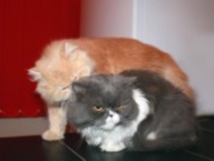 01-18-09-23-04-08456 - my cats