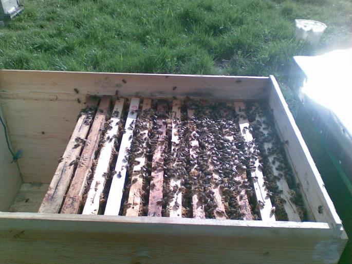 18042008(003) - albine