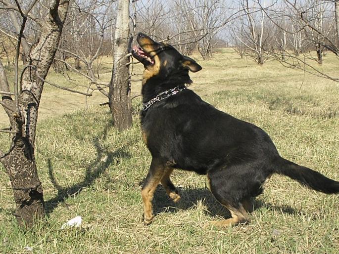 P3040033 - Nero-Rasa Beauceron