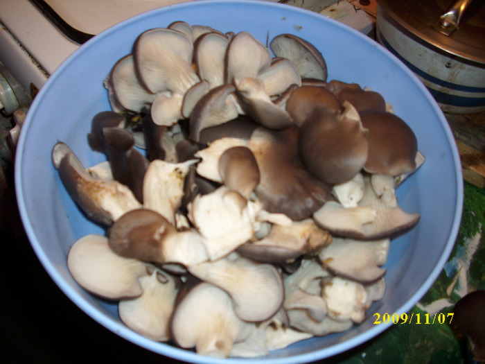 DSCI2412 - bureti si ciuperci