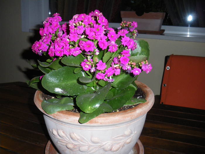 Kalanchoe - flori si plante ornamentale