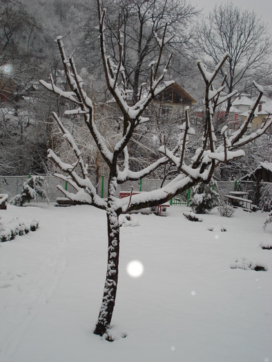 DSC06504 - 2010 REVELION SIBIU