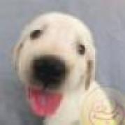 avatare_gratuite_4a0241b0b8fdc48d3d226c3d6ff56c2b - Animalute dragute