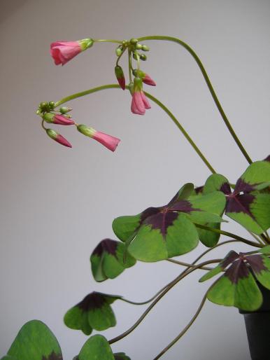 oxalis \"iron cross\" - plante 2007