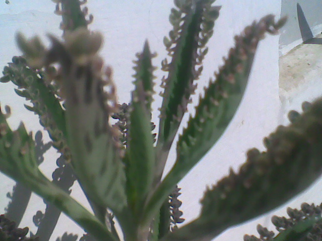 Imag015