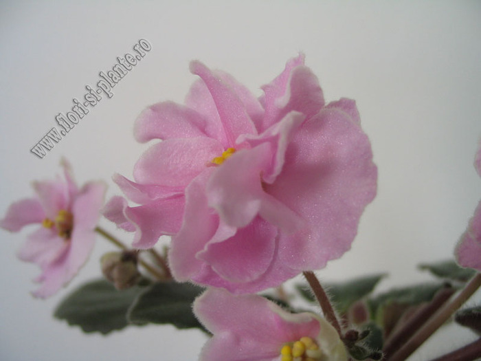 Saintpaulia  Rose Marie 4 - VIOLETE AFRICANE  - Saintpaulia