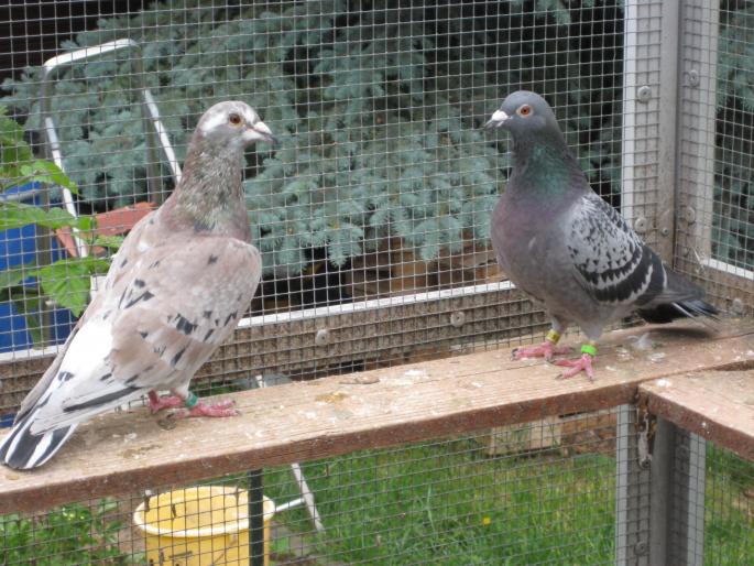 Perechea 2. Sylvere Toye-Mathis+ Janssen