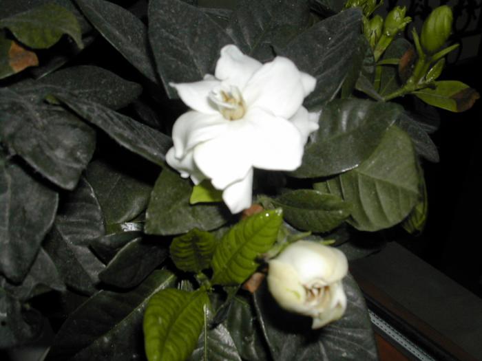 inflorita de 3 zile - gardenia