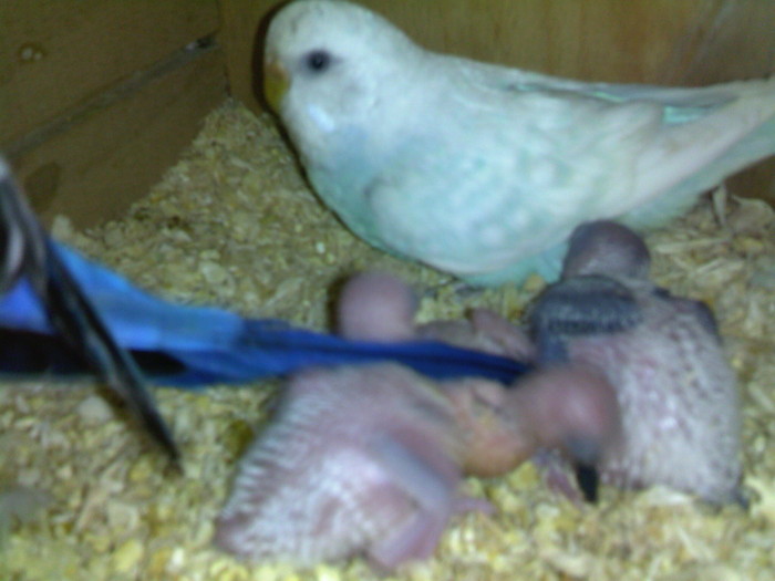 puii cresc; le mere bine
