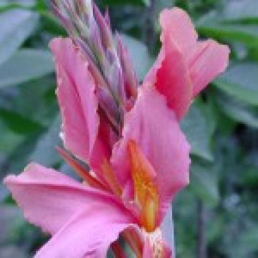 canna - flori