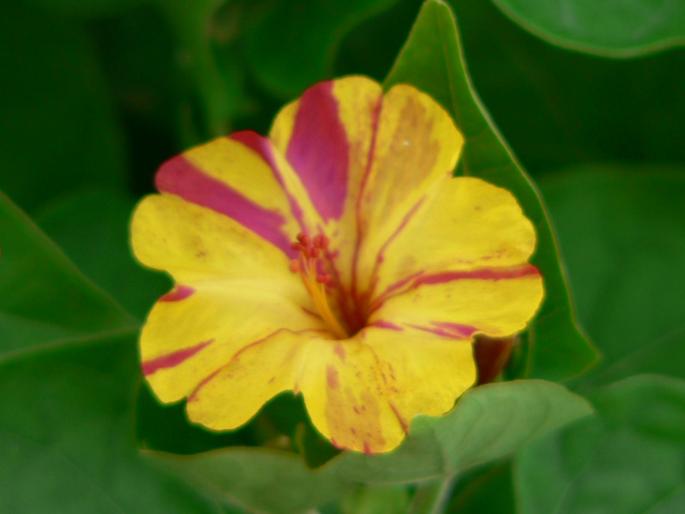 P1000200 - 2007 in plimbare prin herastrau