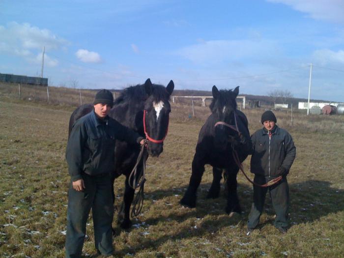 Percheron - Cai de rasa Percheron