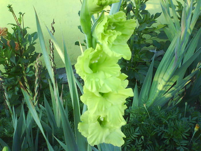 gladiola verde - gladiole 50 culori- bulbii de vanzare