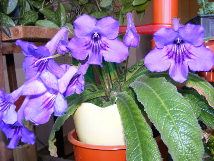 Streptocarpus - flori si animale 2009